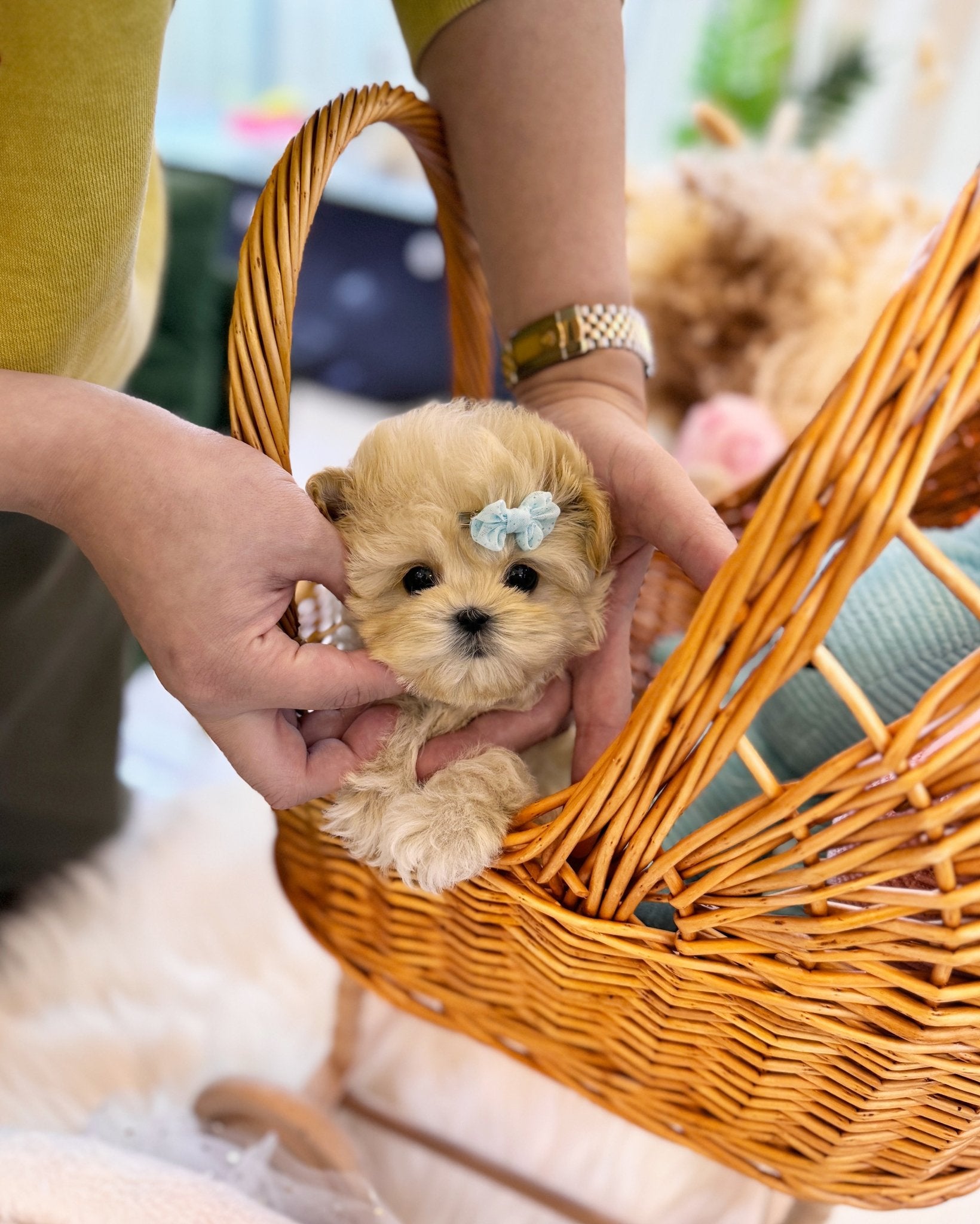 Maltipoo - Kennedy(Male) - Beautiful puppy teacup puppy with adorable features available for adoption from Velydog