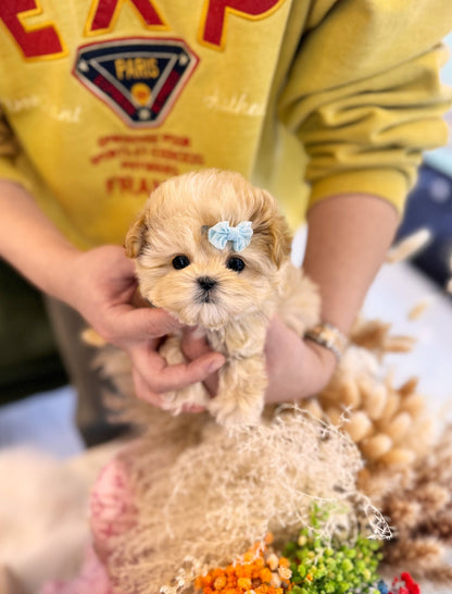 Maltipoo - Kennedy(Male) - Beautiful puppy teacup puppy with adorable features available for adoption from Velydog