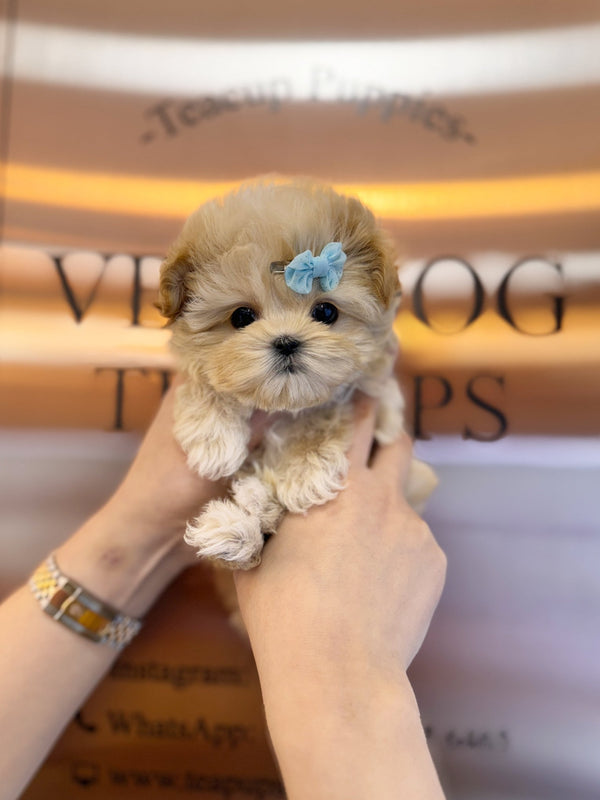 Maltipoo - Kennedy(Male) - Beautiful puppy teacup puppy with adorable features available for adoption from Velydog