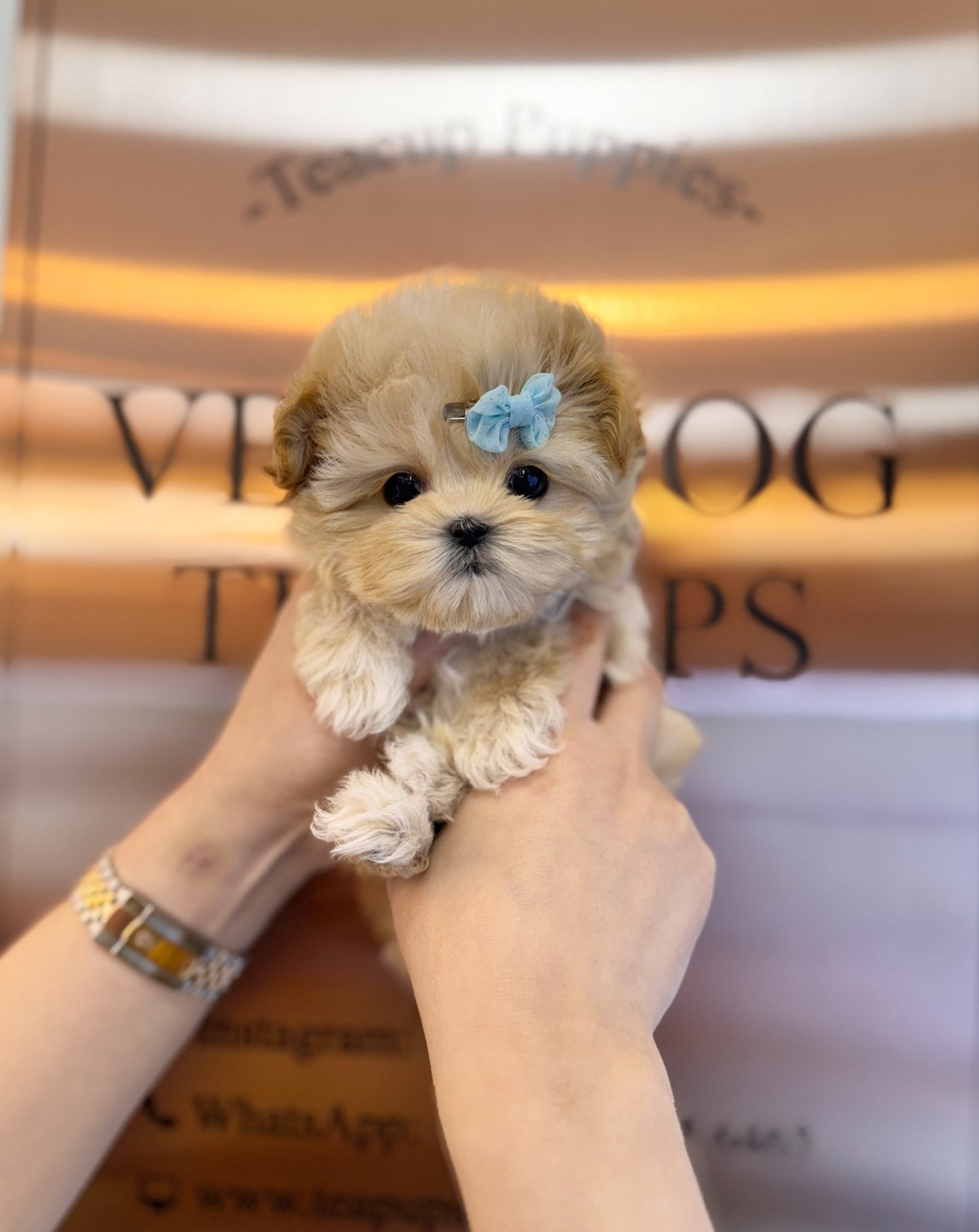 Maltipoo - Kennedy(Male) - Beautiful puppy teacup puppy with adorable features available for adoption from Velydog