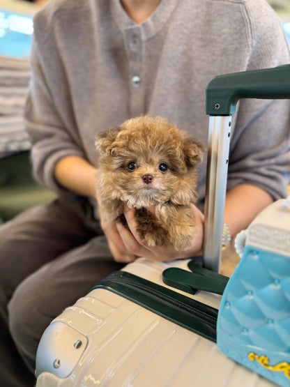 Maltipoo - Kirby(Female) - Beautiful puppy teacup puppy with adorable features available for adoption from Velydog