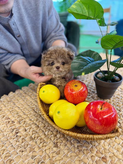 Maltipoo - Kirby(Female) - Beautiful puppy teacup puppy with adorable features available for adoption from Velydog