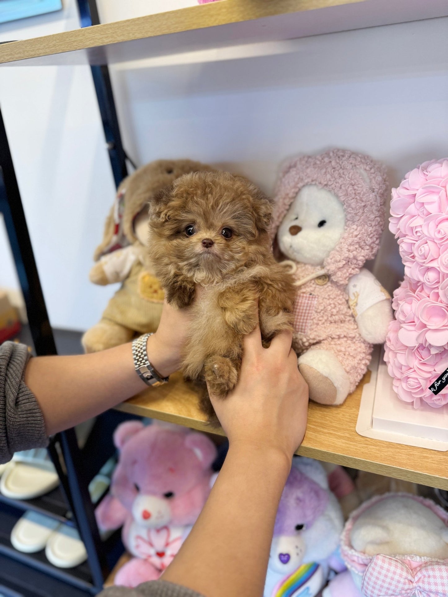 Maltipoo - Kirby(Female) - Beautiful puppy teacup puppy with adorable features available for adoption from Velydog