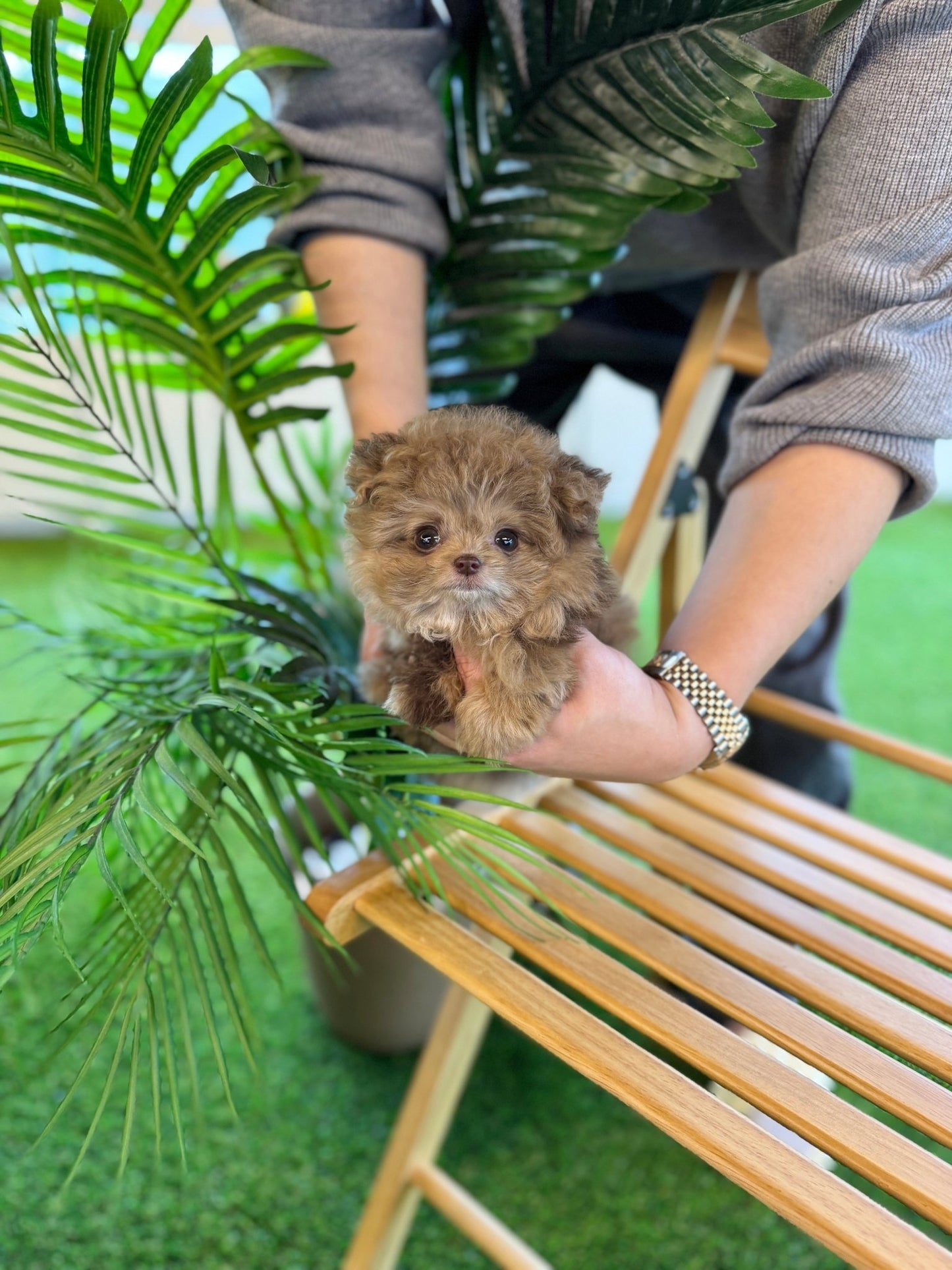 Maltipoo - Kirby(Female) - Beautiful puppy teacup puppy with adorable features available for adoption from Velydog