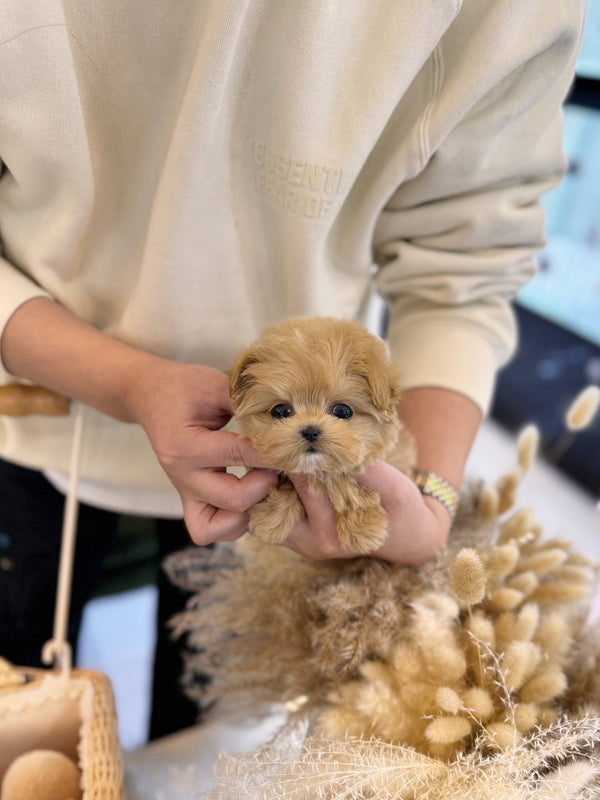 Maltipoo - Kody(Male) - Beautiful puppy teacup puppy with adorable features available for adoption from Velydog