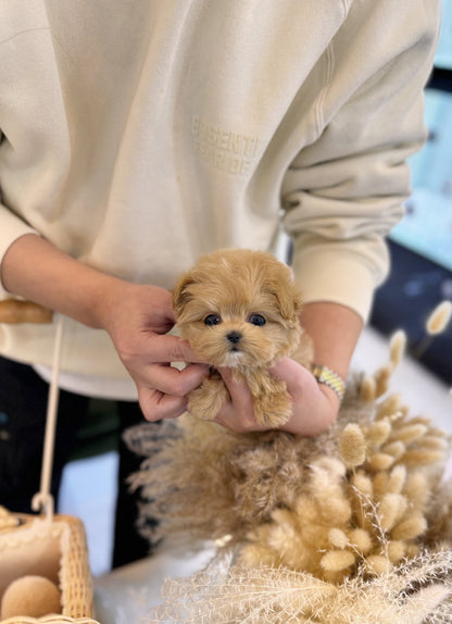 Maltipoo - Kody(Male) - Beautiful puppy teacup puppy with adorable features available for adoption from Velydog