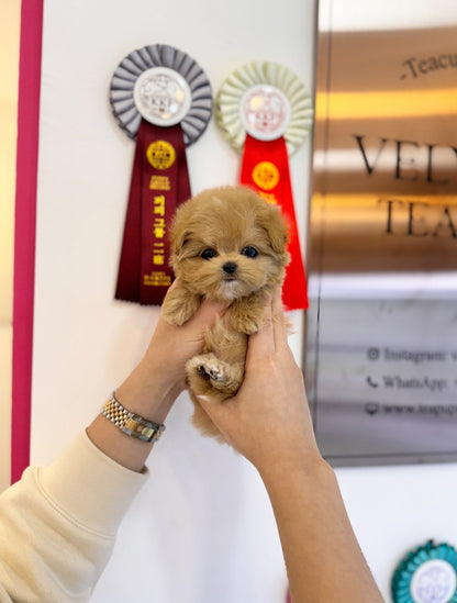 Maltipoo - Kody(Male) - Beautiful puppy teacup puppy with adorable features available for adoption from Velydog