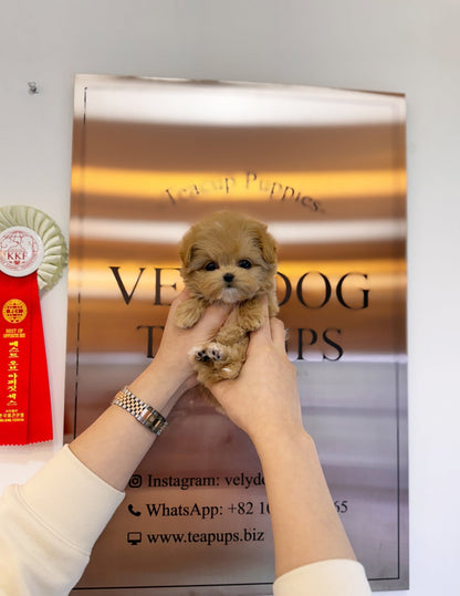 Maltipoo - Kody(Male) - Beautiful puppy teacup puppy with adorable features available for adoption from Velydog