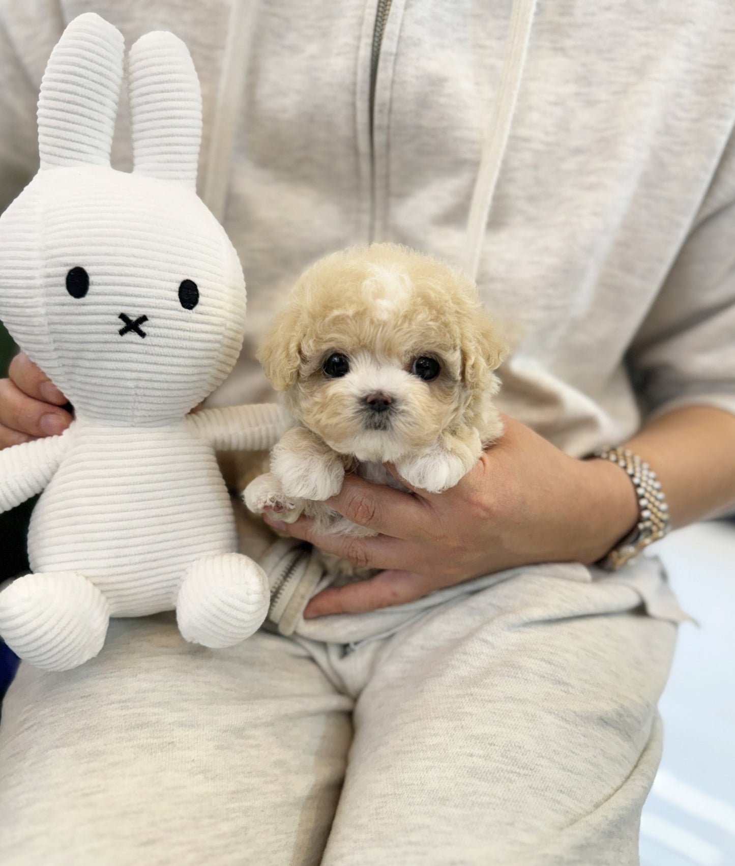 Maltipoo - Koko(Female) - Beautiful puppy teacup puppy with adorable features available for adoption from Velydog