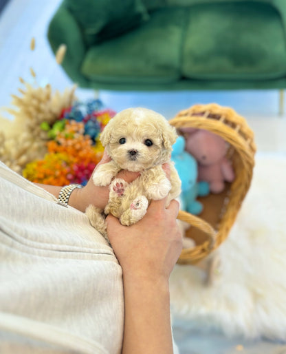 Maltipoo - Koko(Female) - Beautiful puppy teacup puppy with adorable features available for adoption from Velydog