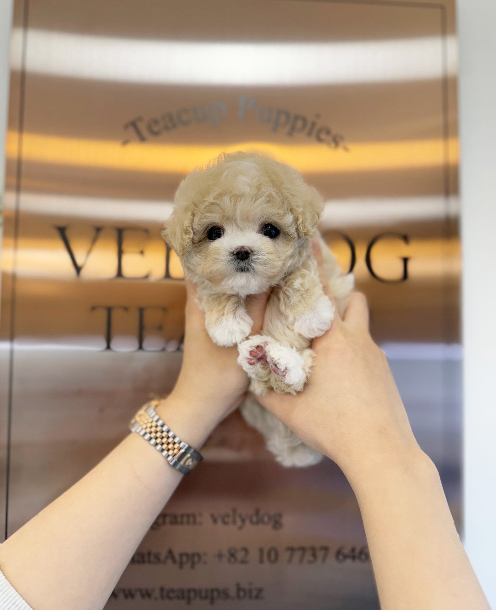 Maltipoo - Koko(Female) - Beautiful puppy teacup puppy with adorable features available for adoption from Velydog