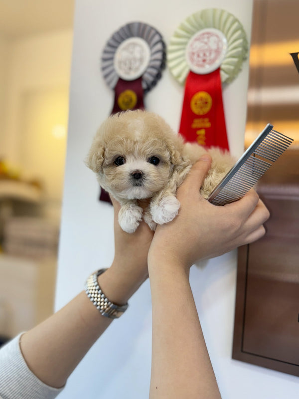 Maltipoo - Koko(Female) - Beautiful puppy teacup puppy with adorable features available for adoption from Velydog