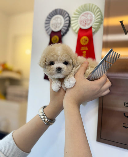 Maltipoo - Koko(Female) - Beautiful puppy teacup puppy with adorable features available for adoption from Velydog