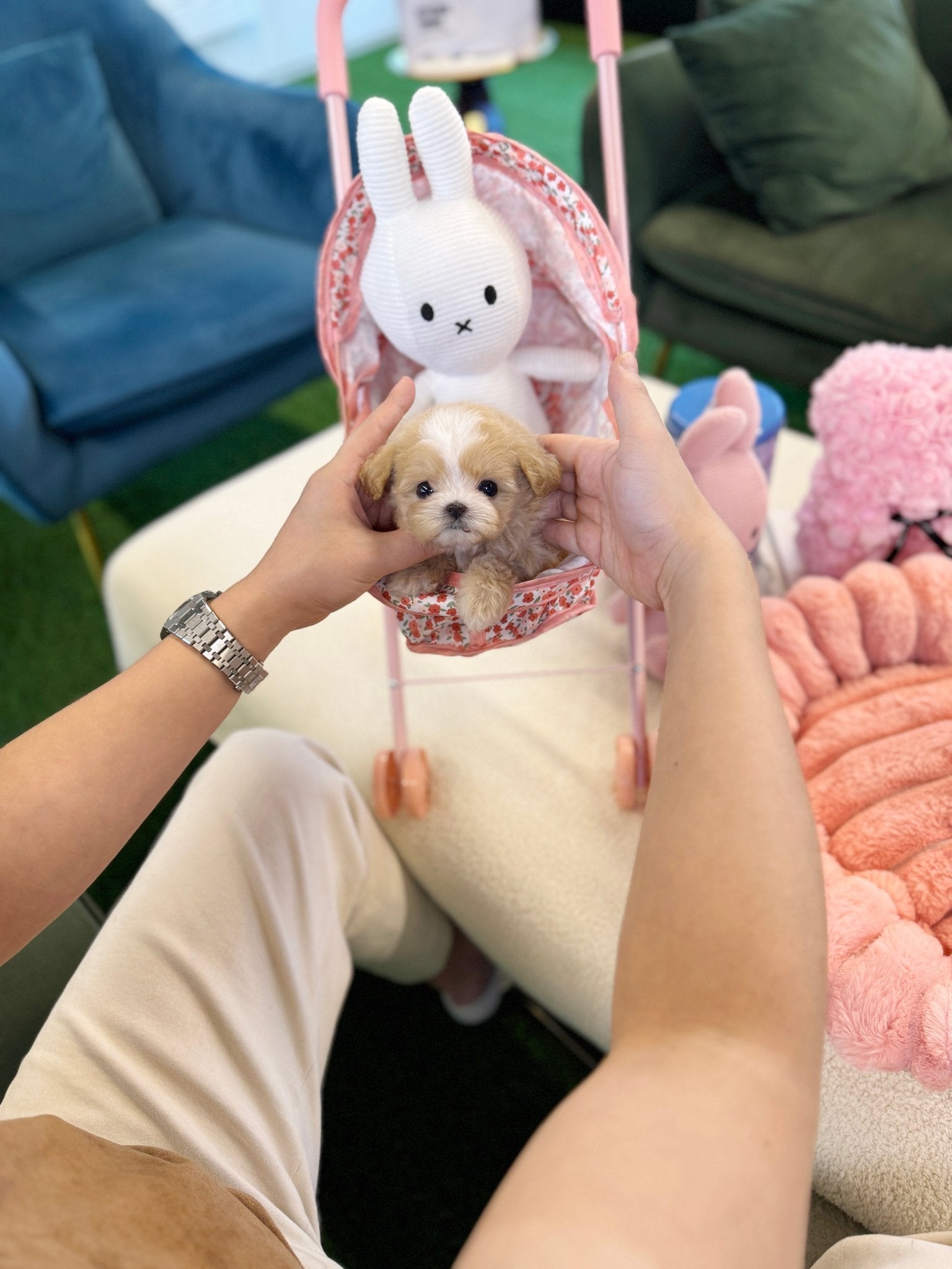 Maltipoo - Lacey(Female) - Beautiful puppy teacup puppy with adorable features available for adoption from Velydog