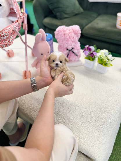 Maltipoo - Lacey(Female) - Beautiful puppy teacup puppy with adorable features available for adoption from Velydog