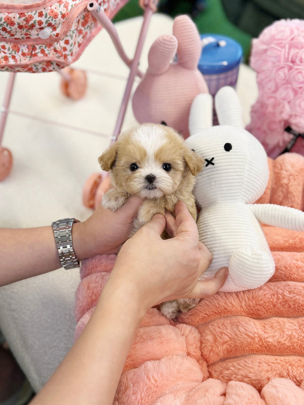 Maltipoo - Lacey(Female) - Beautiful puppy teacup puppy with adorable features available for adoption from Velydog