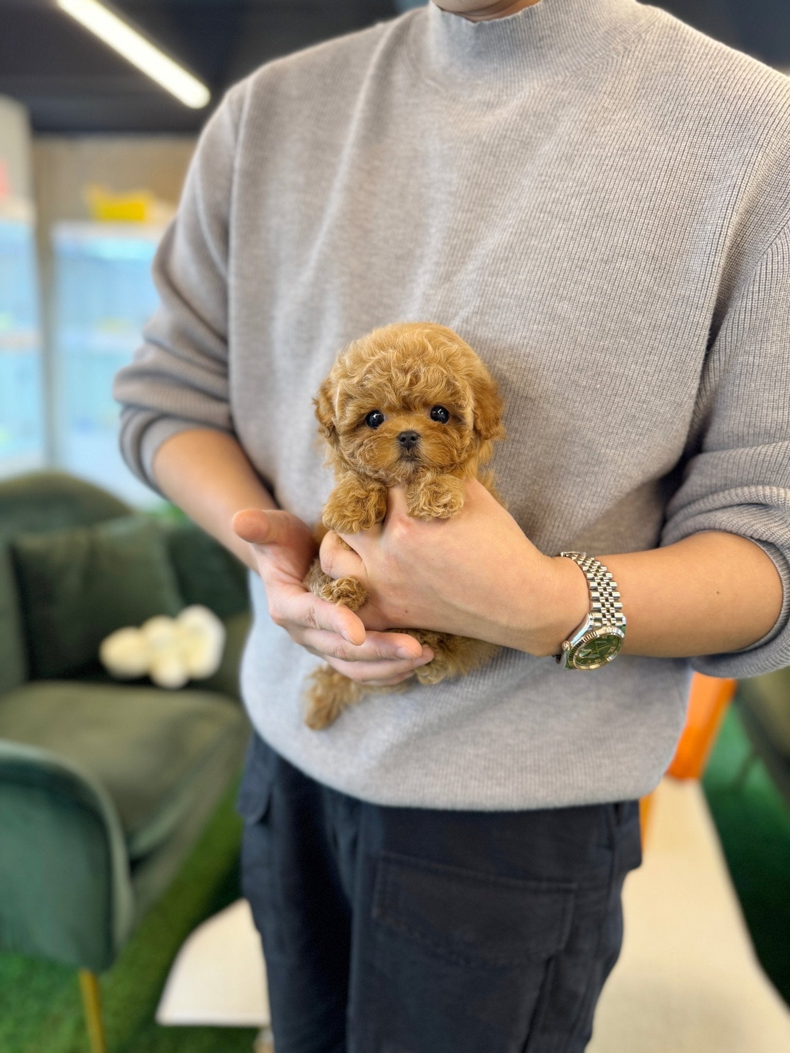 Maltipoo - Lachica(Female) - Beautiful puppy teacup puppy with adorable features available for adoption from Velydog