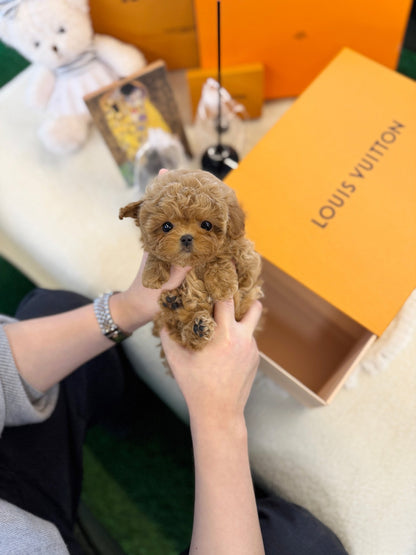 Maltipoo - Lachica(Female) - Beautiful puppy teacup puppy with adorable features available for adoption from Velydog