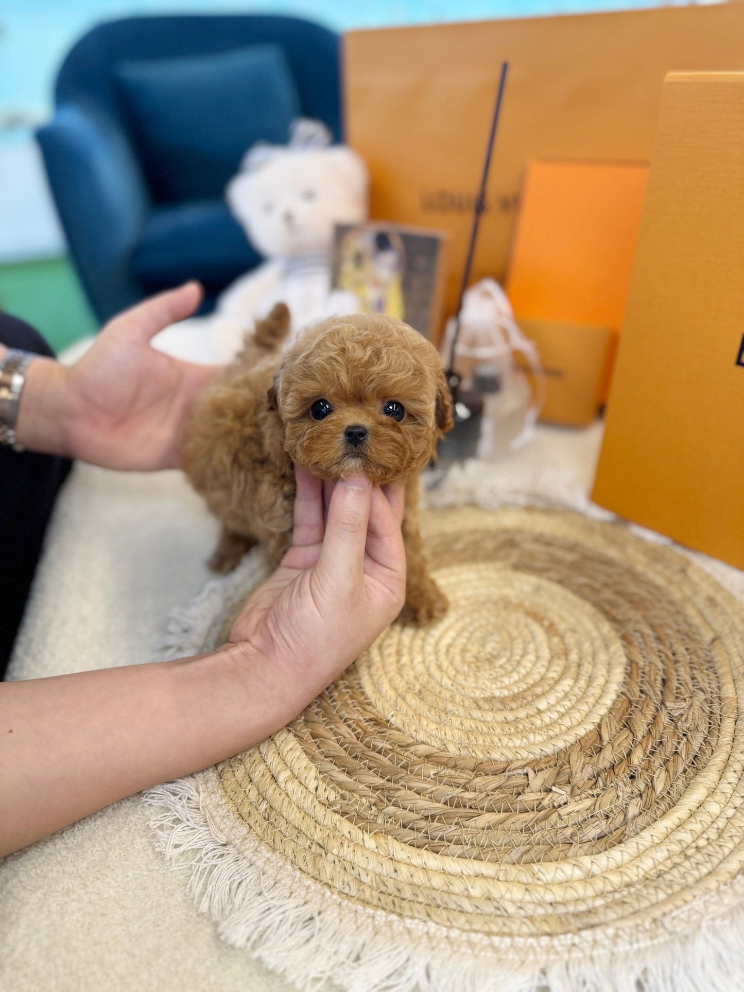 Maltipoo - Lachica(Female) - Beautiful puppy teacup puppy with adorable features available for adoption from Velydog