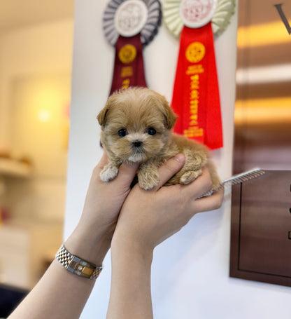 Maltipoo - Lana(Female) - Beautiful puppy teacup puppy with adorable features available for adoption from Velydog