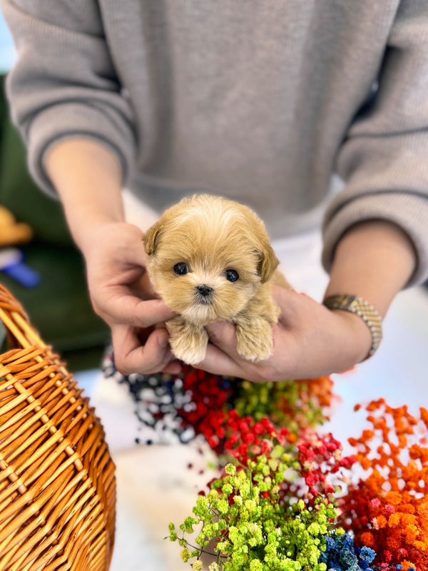 Maltipoo - Lana(Female) - Beautiful puppy teacup puppy with adorable features available for adoption from Velydog