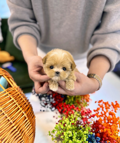 Maltipoo - Lana(Female) - Beautiful puppy teacup puppy with adorable features available for adoption from Velydog