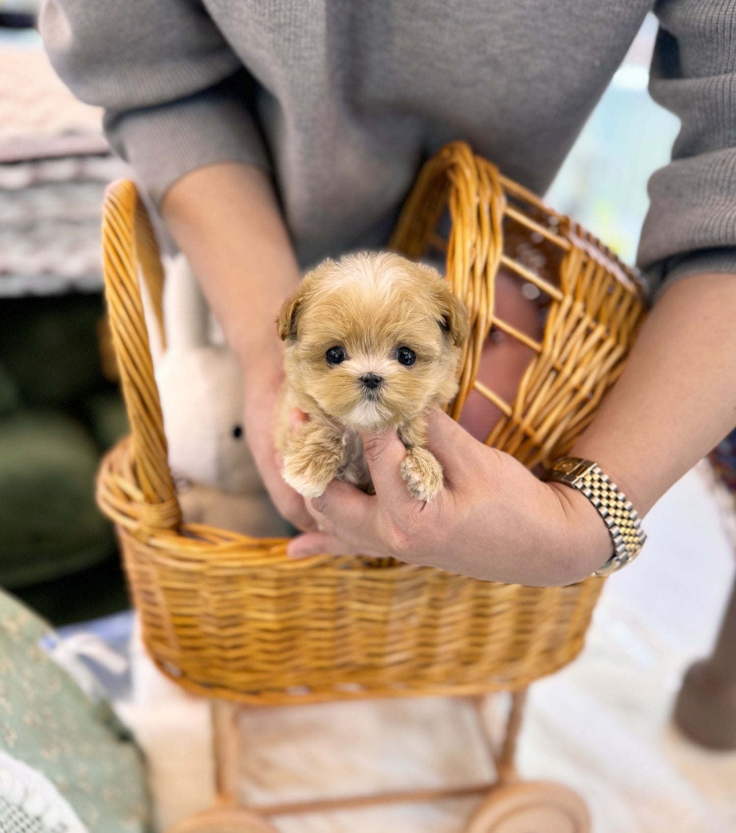 Maltipoo - Lana(Female) - Beautiful puppy teacup puppy with adorable features available for adoption from Velydog