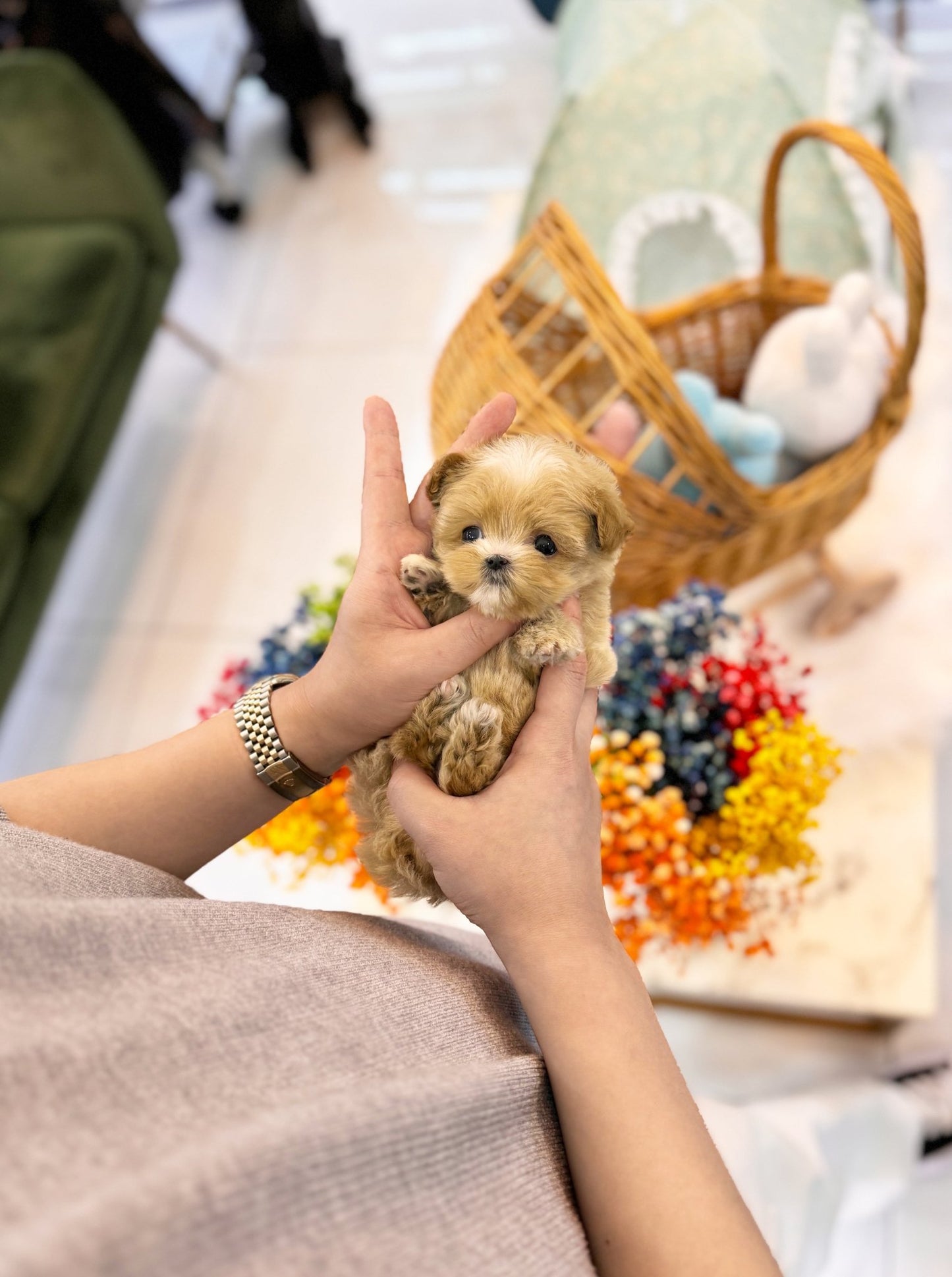 Maltipoo - Lana(Female) - Beautiful puppy teacup puppy with adorable features available for adoption from Velydog