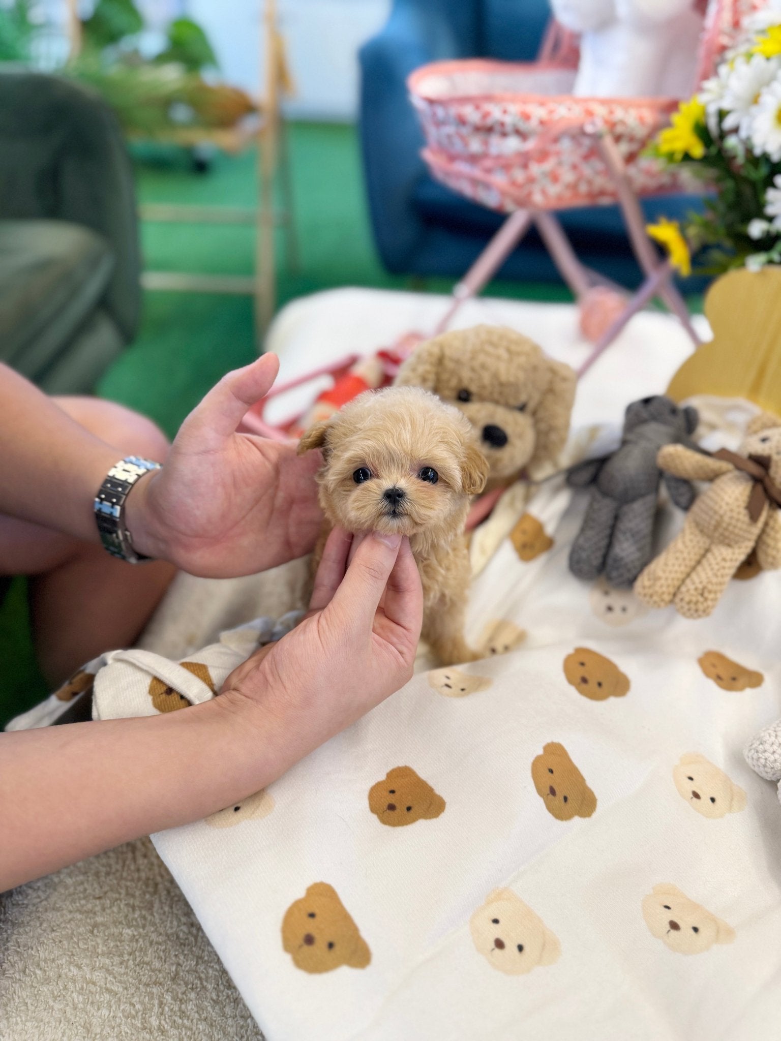 Maltipoo - Latin(Female) - Beautiful puppy teacup puppy with adorable features available for adoption from Velydog