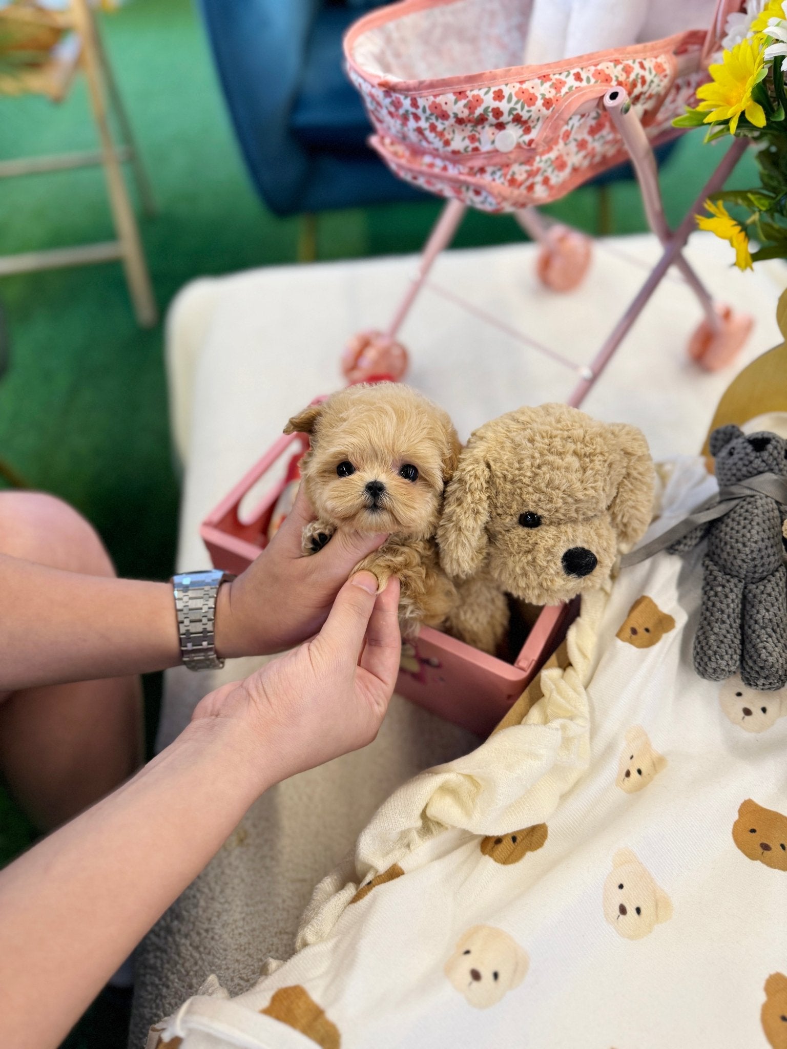 Maltipoo - Latin(Female) - Beautiful puppy teacup puppy with adorable features available for adoption from Velydog