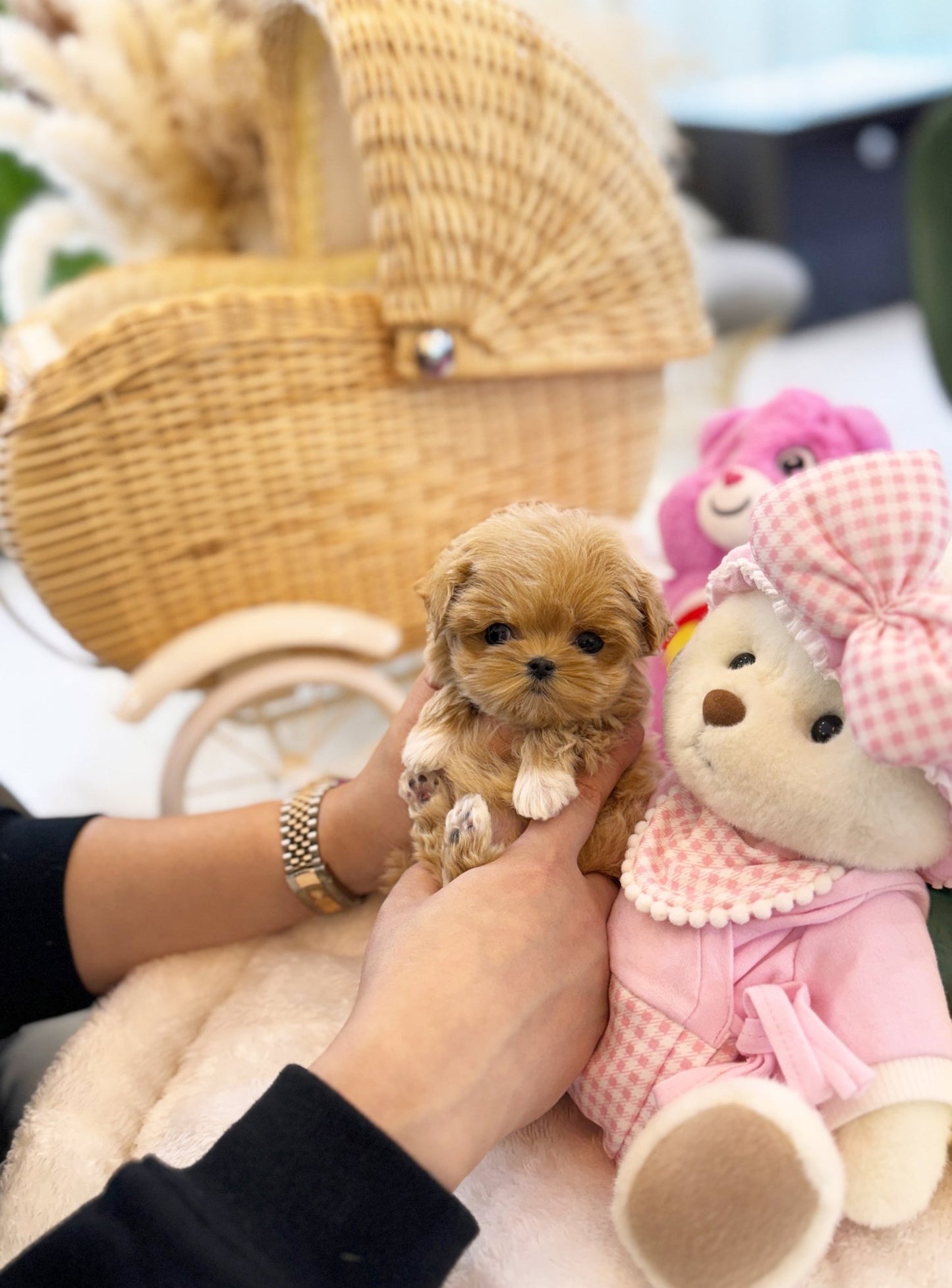 Maltipoo - Layla(Female) - Beautiful puppy teacup puppy with adorable features available for adoption from Velydog