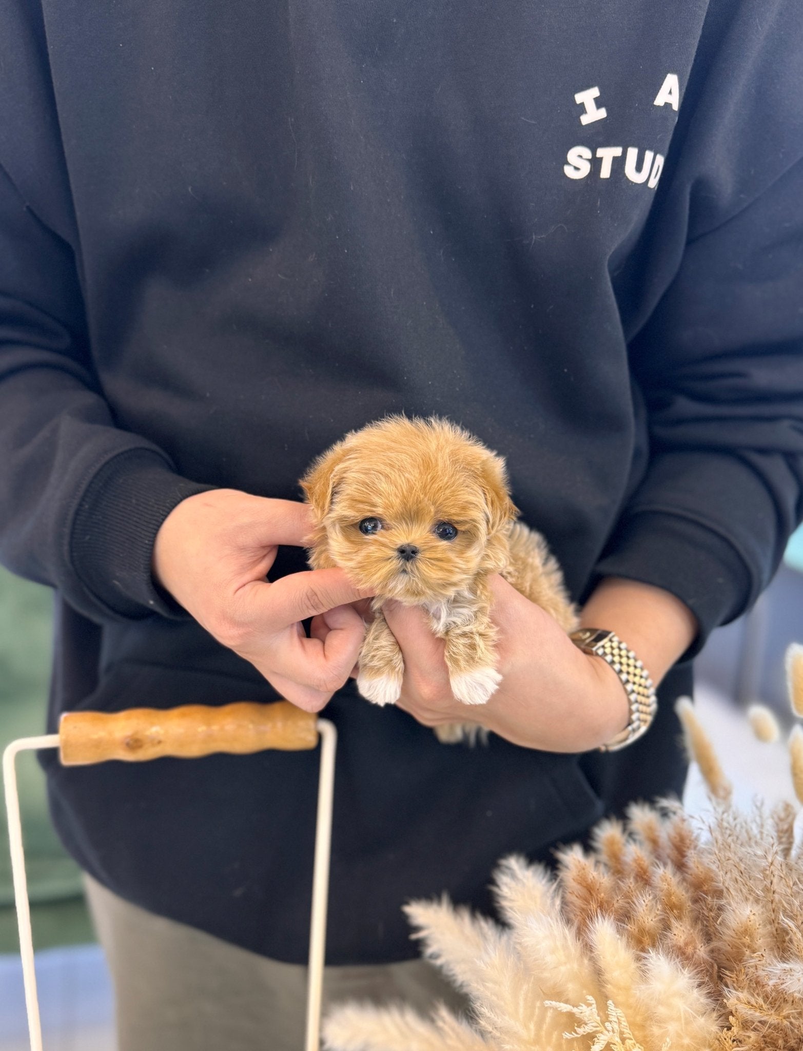 Maltipoo - Layla(Female) - Beautiful puppy teacup puppy with adorable features available for adoption from Velydog