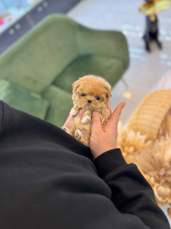 Maltipoo - Layla(Female) - Beautiful puppy teacup puppy with adorable features available for adoption from Velydog