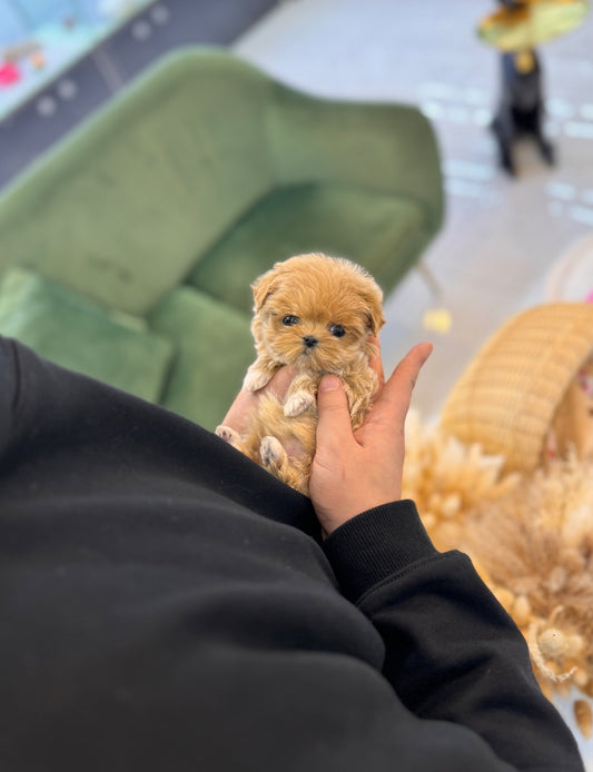 Maltipoo - Layla(Female) - Beautiful puppy teacup puppy with adorable features available for adoption from Velydog