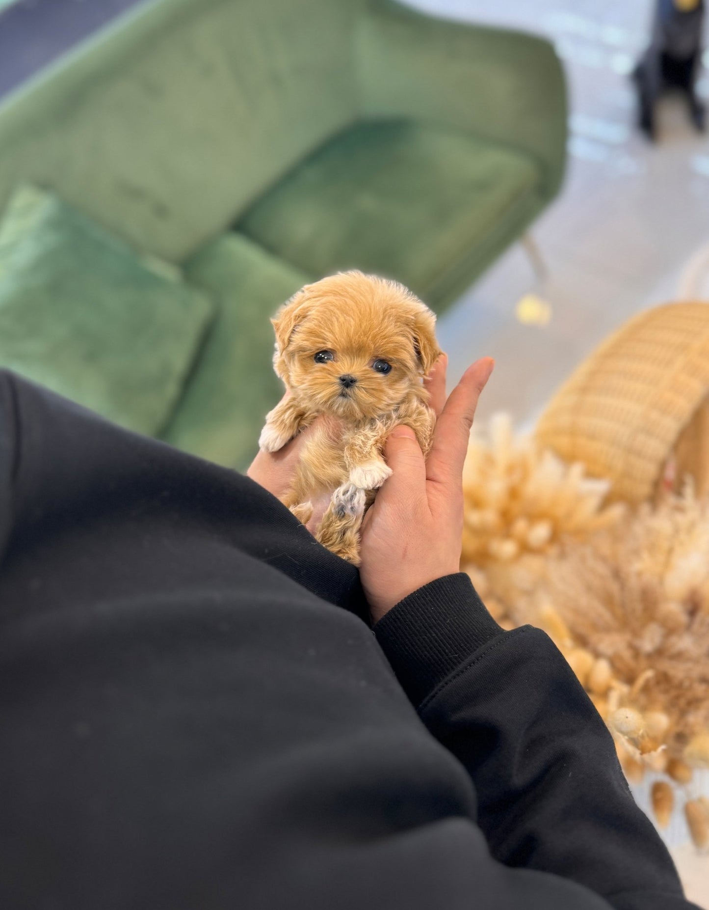 Maltipoo - Layla(Female) - Beautiful puppy teacup puppy with adorable features available for adoption from Velydog