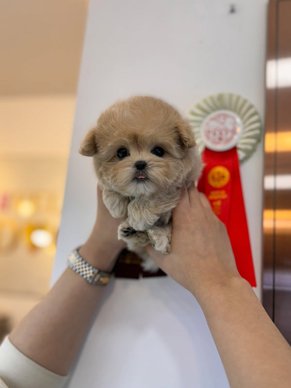 Maltipoo - Leah(Female) - Beautiful puppy teacup puppy with adorable features available for adoption from Velydog