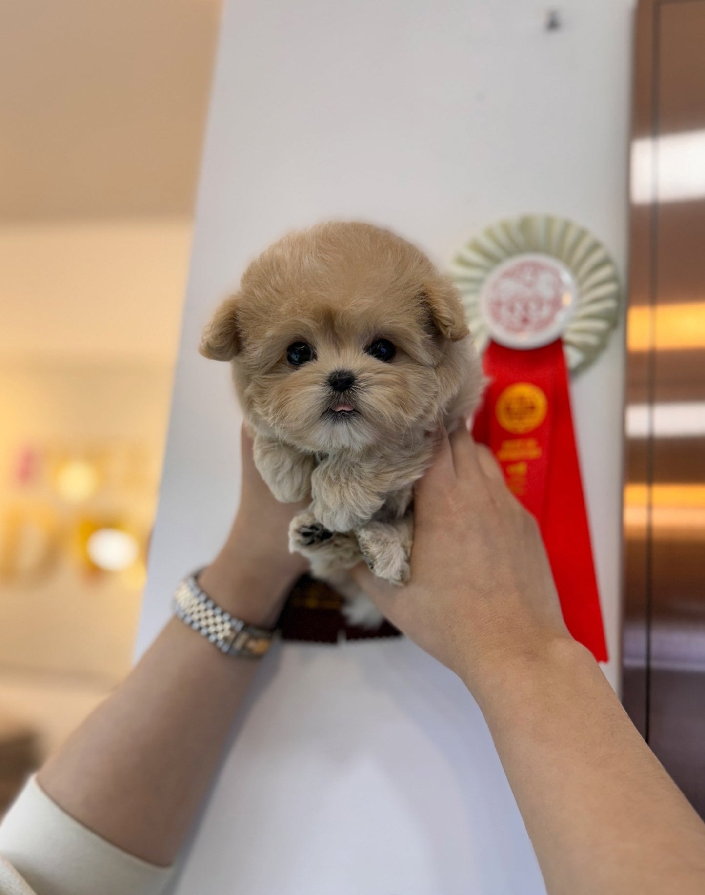 Maltipoo - Leah(Female) - Beautiful puppy teacup puppy with adorable features available for adoption from Velydog