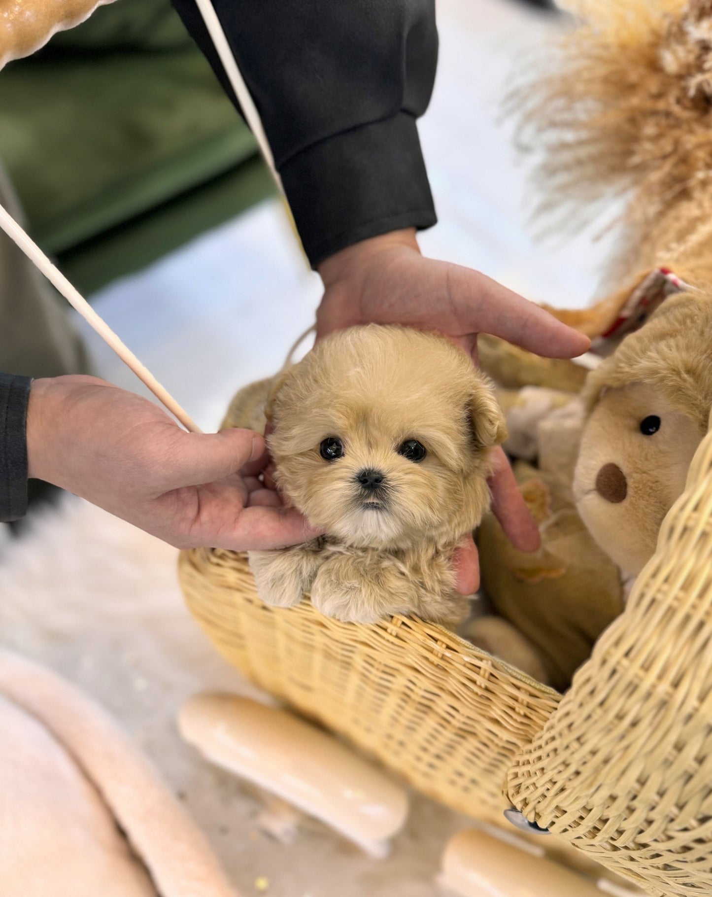 Maltipoo - Leah(Female) - Beautiful puppy teacup puppy with adorable features available for adoption from Velydog