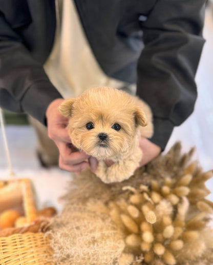 Maltipoo - Leah(Female) - Beautiful puppy teacup puppy with adorable features available for adoption from Velydog