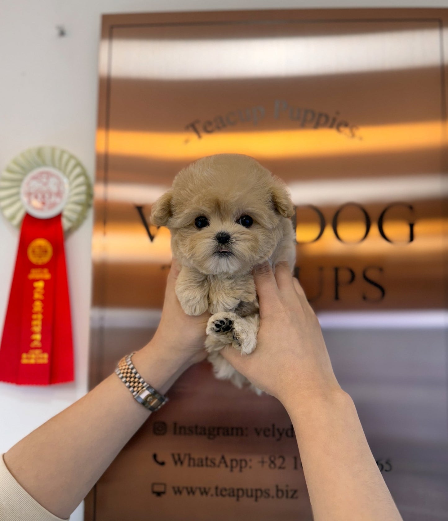 Maltipoo - Leah(Female) - Beautiful puppy teacup puppy with adorable features available for adoption from Velydog