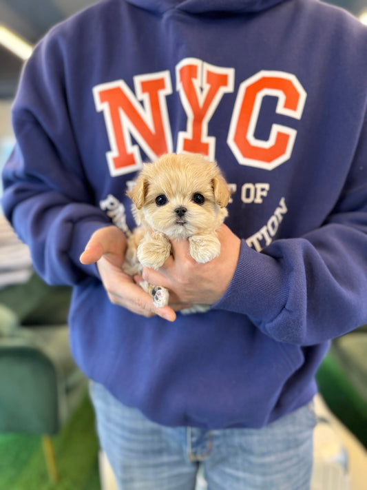 Maltipoo - Lemom(Female) - Beautiful puppy teacup puppy with adorable features available for adoption from Velydog