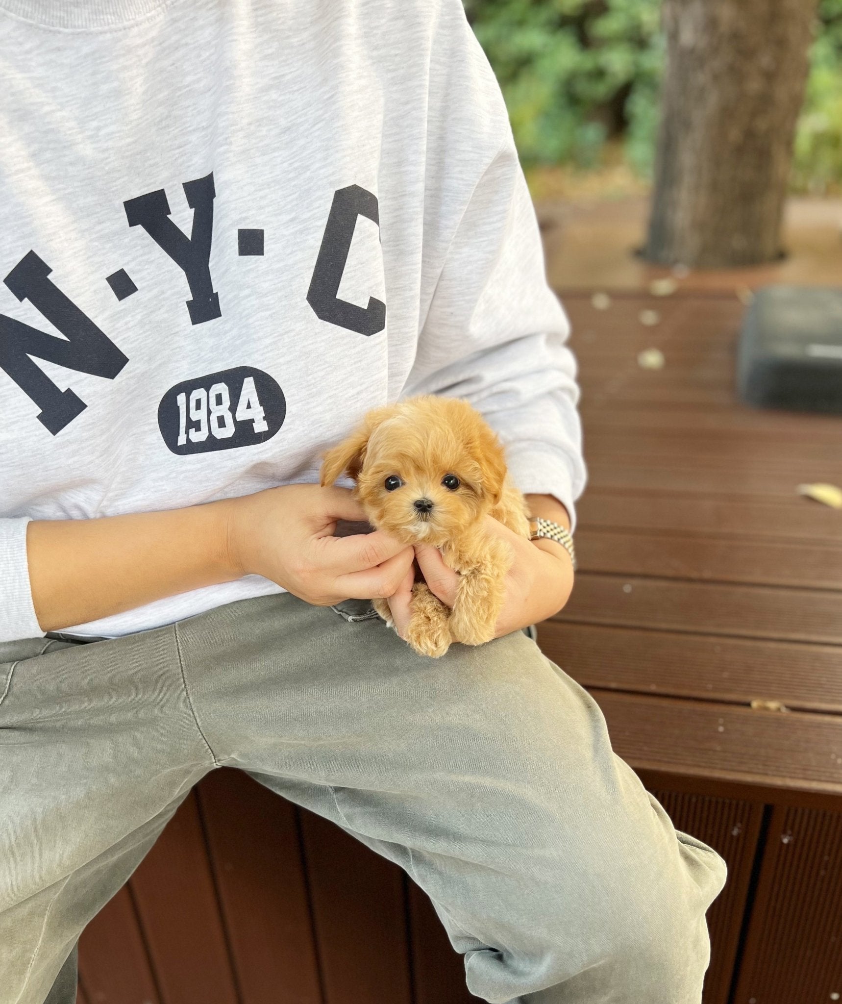 Maltipoo - Leon(Male) - Beautiful puppy teacup puppy with adorable features available for adoption from Velydog