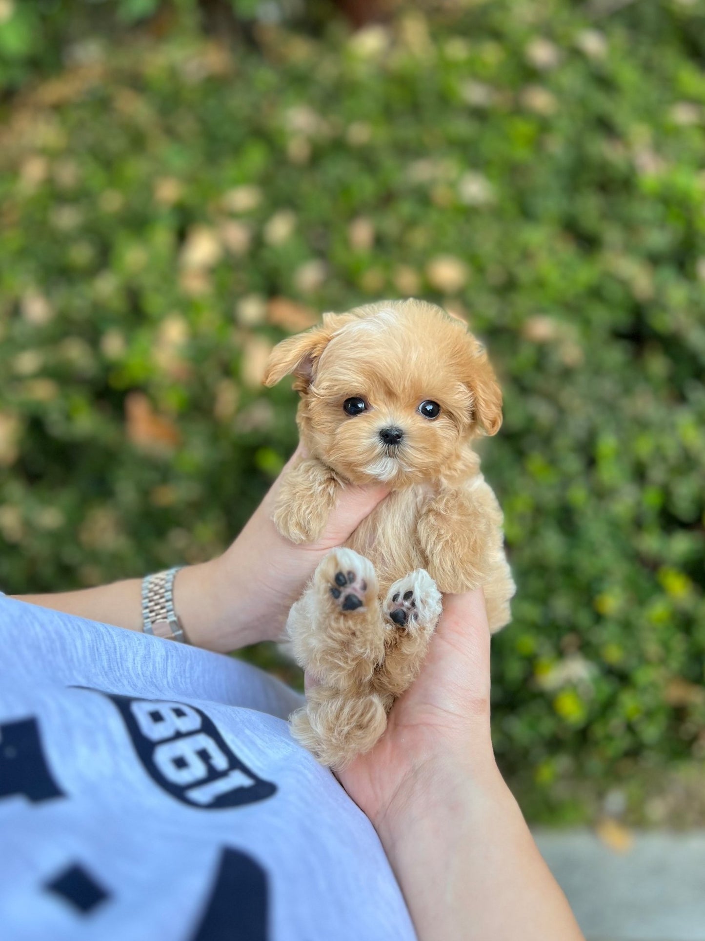 Maltipoo - Leon(Male) - Beautiful puppy teacup puppy with adorable features available for adoption from Velydog