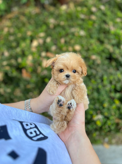 Maltipoo - Leon(Male) - Beautiful puppy teacup puppy with adorable features available for adoption from Velydog