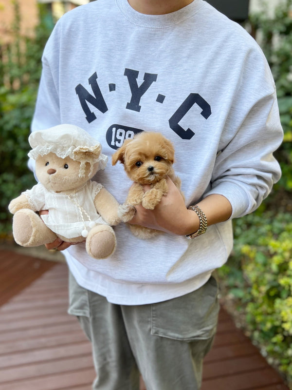 Maltipoo - Leon(Male) - Beautiful puppy teacup puppy with adorable features available for adoption from Velydog