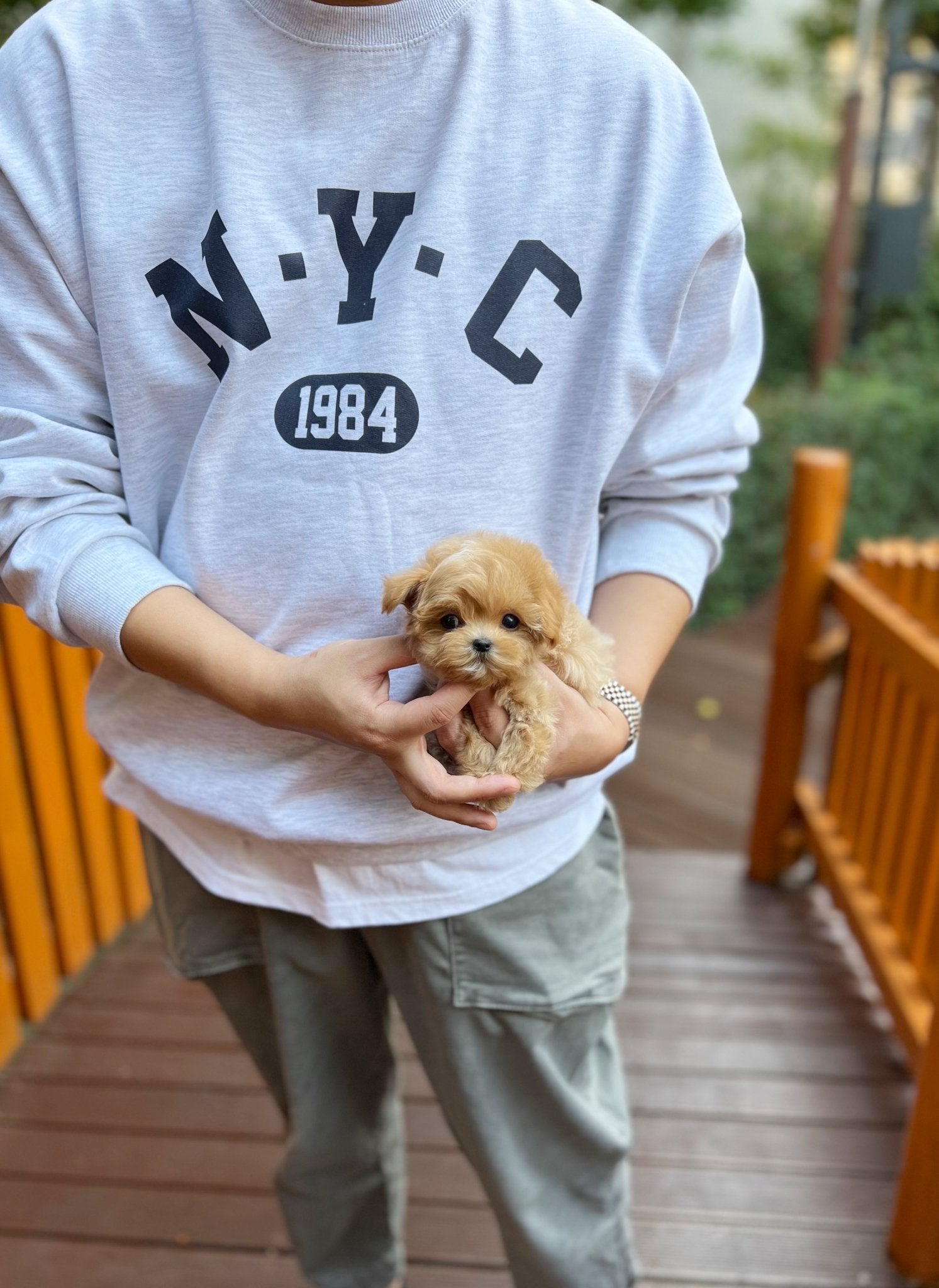 Maltipoo - Leon(Male) - Beautiful puppy teacup puppy with adorable features available for adoption from Velydog