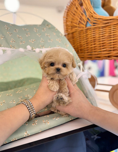 Maltipoo - Lexie(Female) - Beautiful puppy teacup puppy with adorable features available for adoption from Velydog