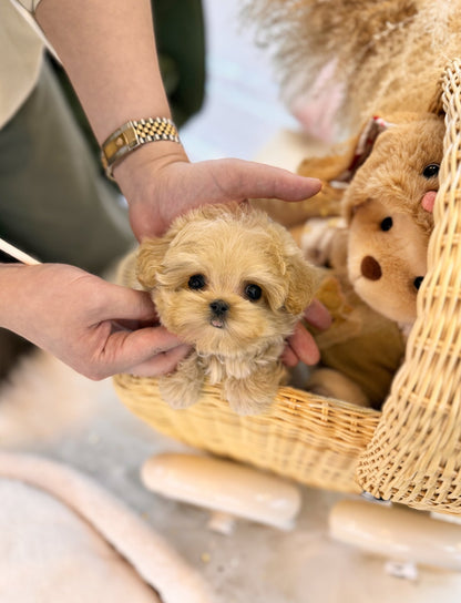 Maltipoo - Lexie(Female) - Beautiful puppy teacup puppy with adorable features available for adoption from Velydog