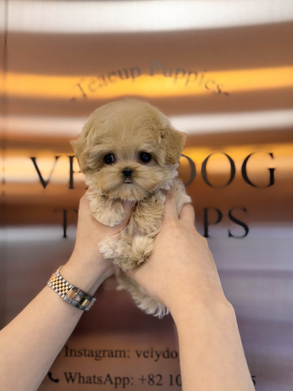 Maltipoo - Lexie(Female) - Beautiful puppy teacup puppy with adorable features available for adoption from Velydog