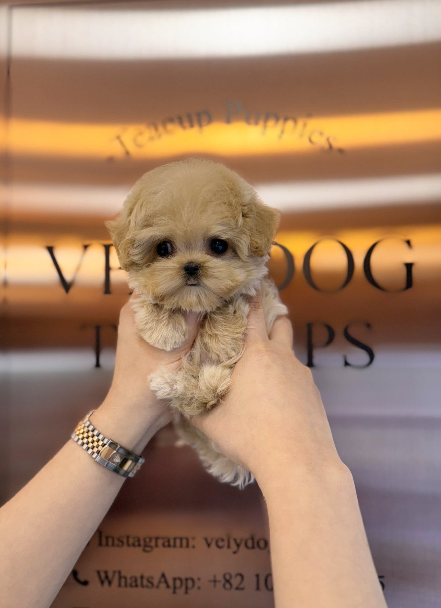 Maltipoo - Lexie(Female) - Beautiful puppy teacup puppy with adorable features available for adoption from Velydog